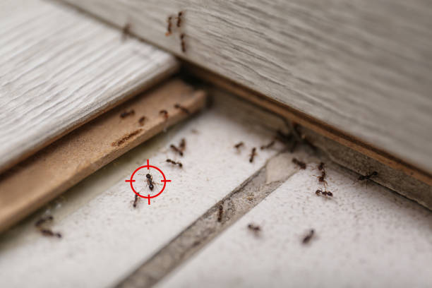 Best Termite Control Services  in Hendron, KY