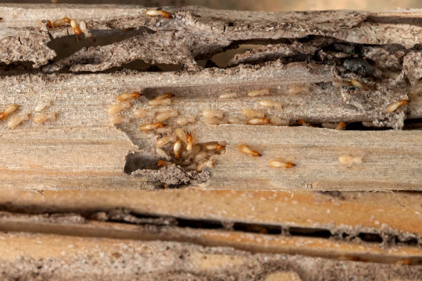 Flea Control Services in Hendron, KY
